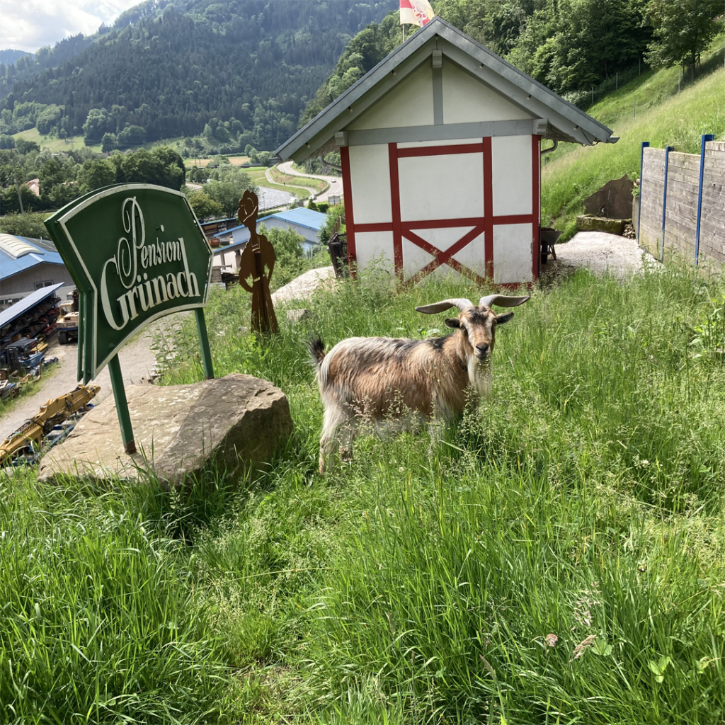 ECHLE Nachhaltigkeit Ziegen